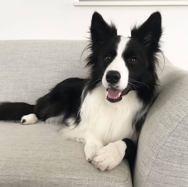 a black and white dog laying on top of a couch