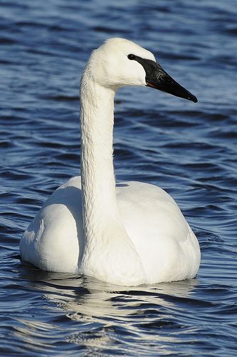 a white swan floating on top of a body of water