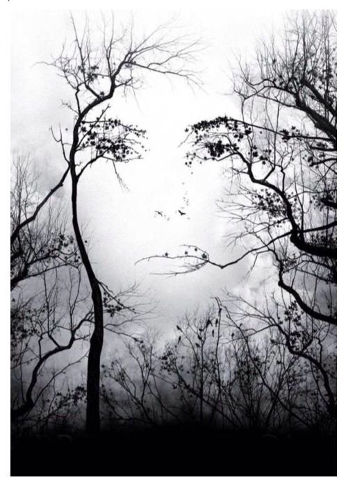 an old photo of trees with birds flying in the sky above them, and two clocks hanging from their tops