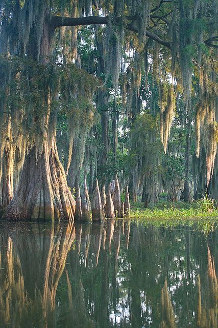 trees with moss growing on them are reflected in the still water at this swampy area