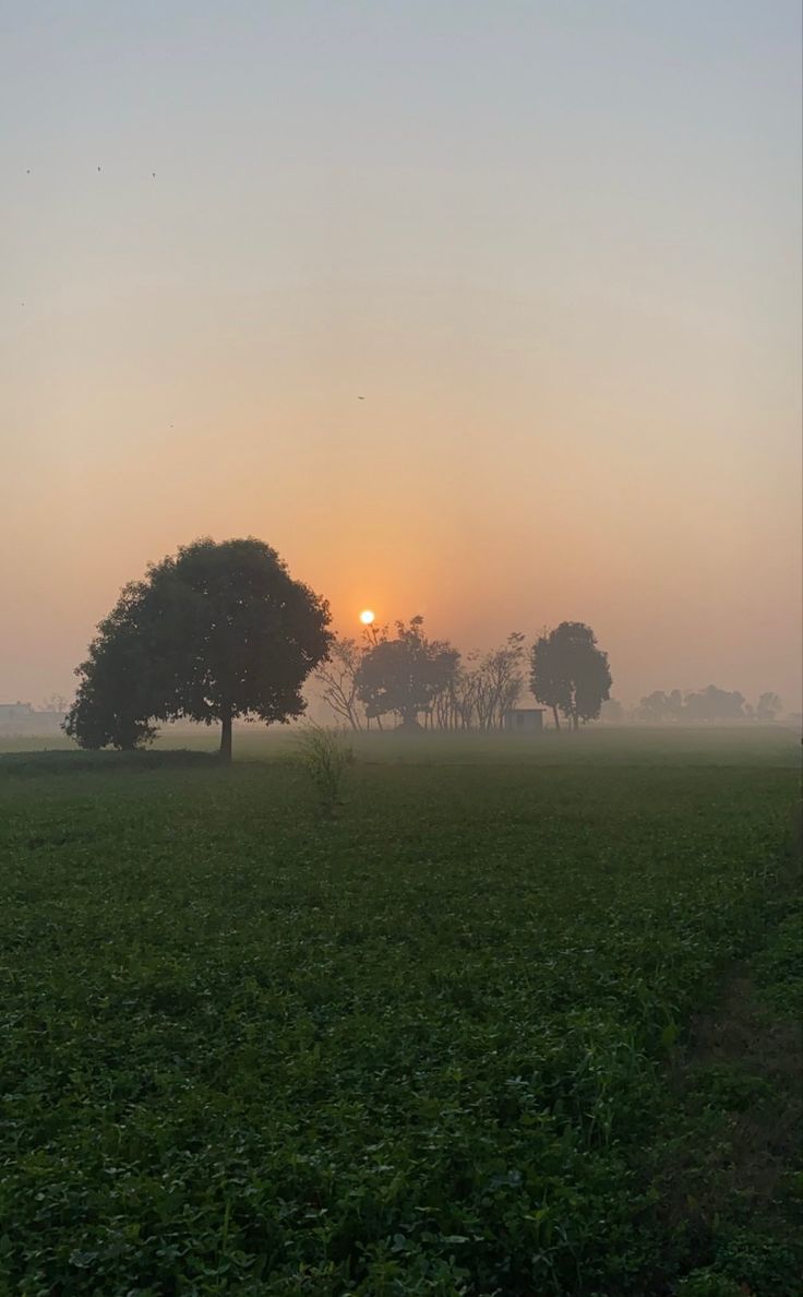 the sun is setting behind some trees on a foggy day in an open field