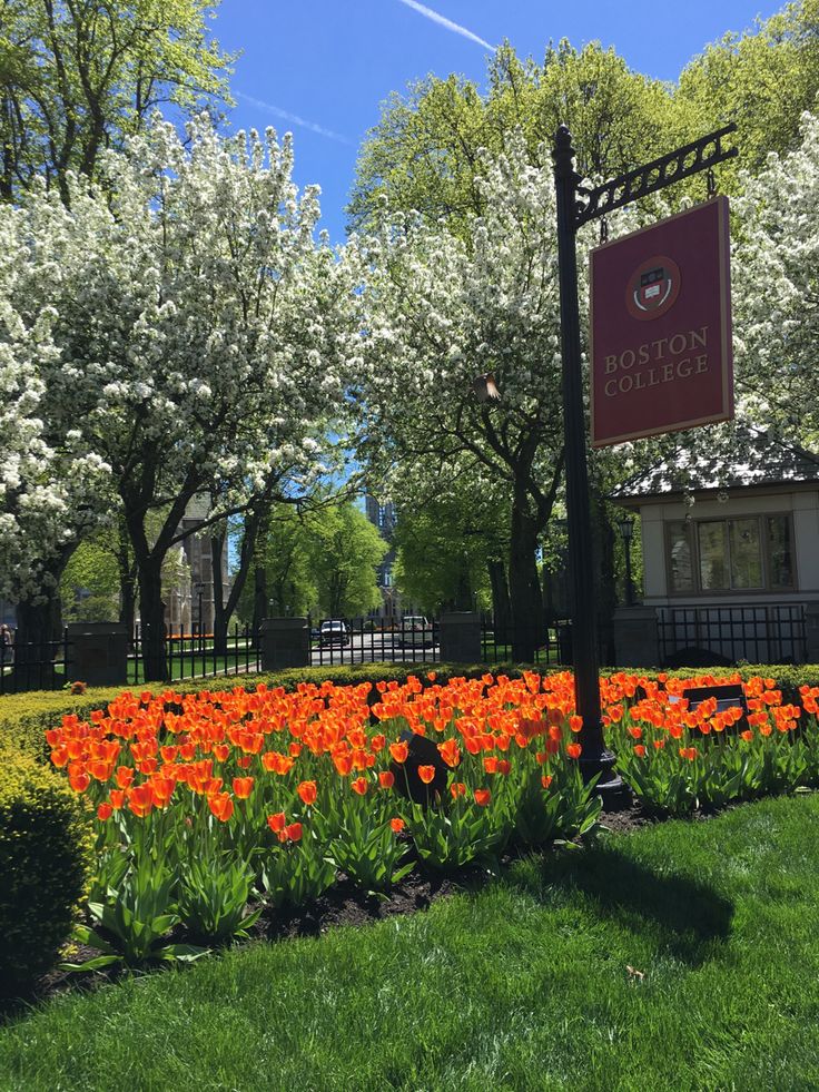 an orange flower bed in front of a sign for the boston college campus on a sunny day