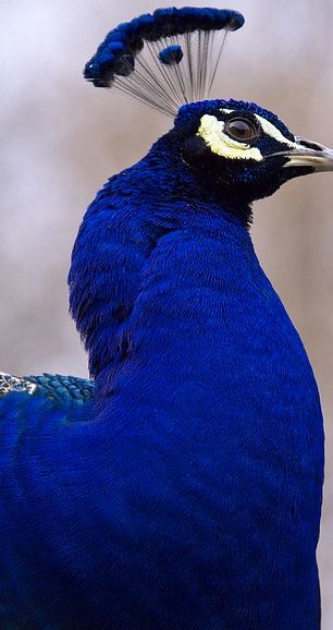 a close up of a blue bird with feathers on it's head