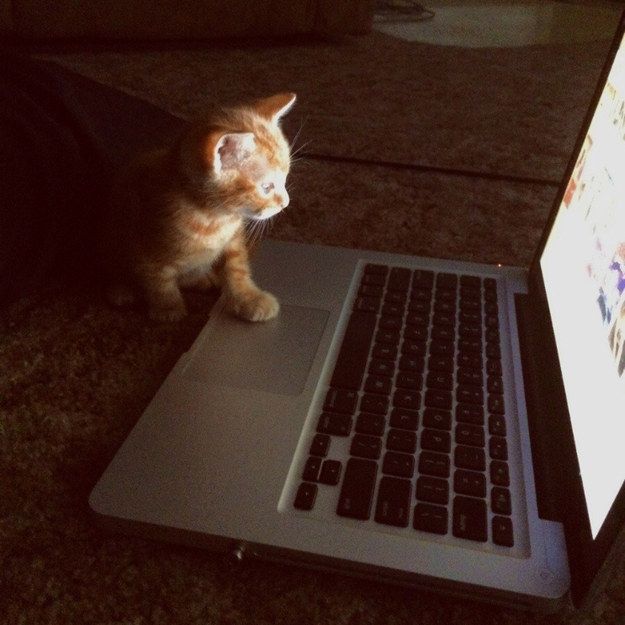 an orange and white cat sitting on the floor next to a lap top computer screen