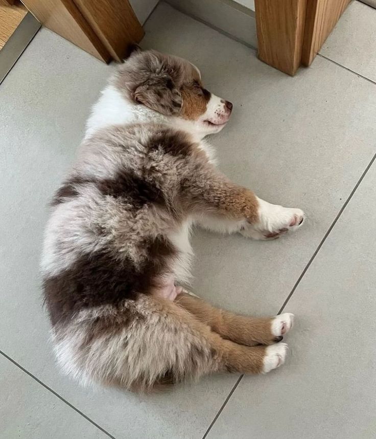 a brown and white dog is laying on the floor