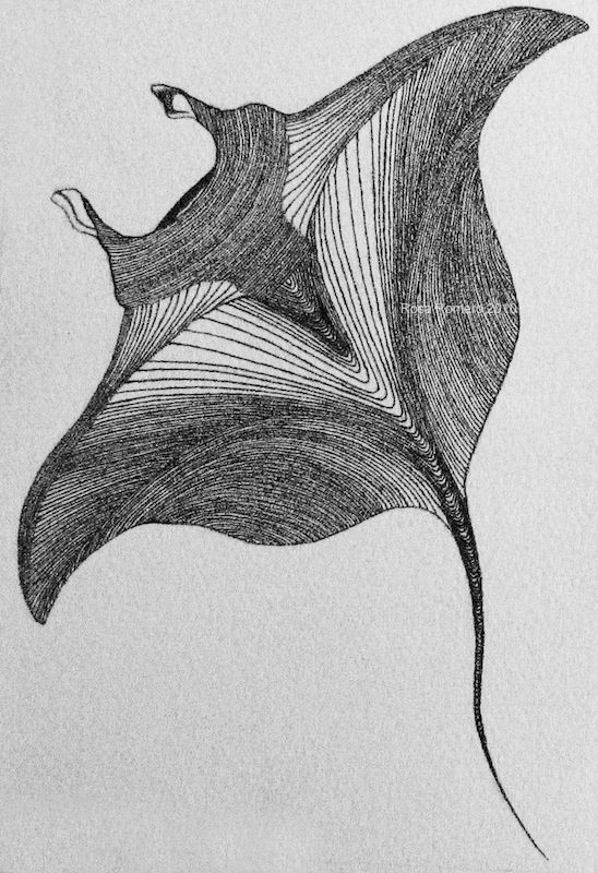 a black and white drawing of a leaf