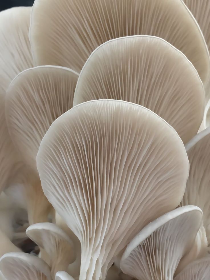 several white mushrooms are gathered together on the ground