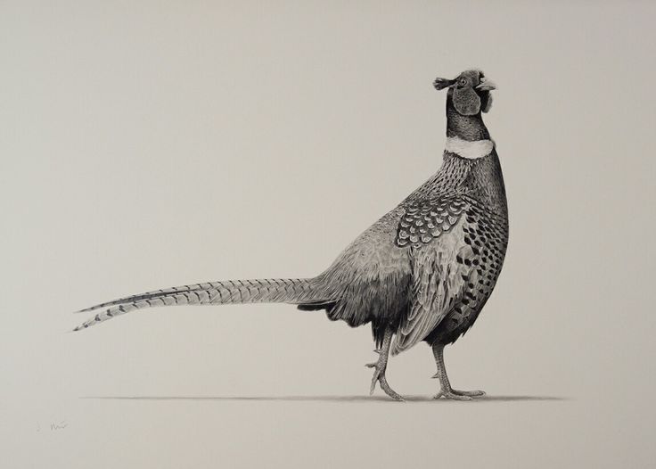 a black and white drawing of a pheasant standing on one leg with its beak open