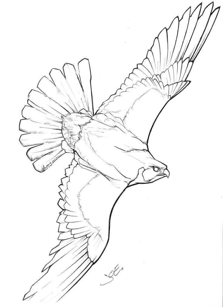 a drawing of a bird flying in the sky