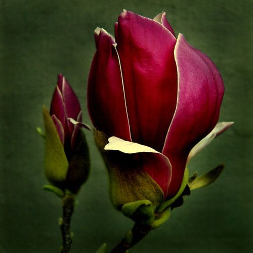 two red flowers with green stems in the foreground and a dark background behind them