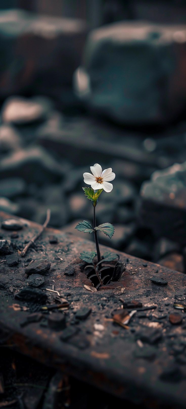 a small white flower growing out of the ground