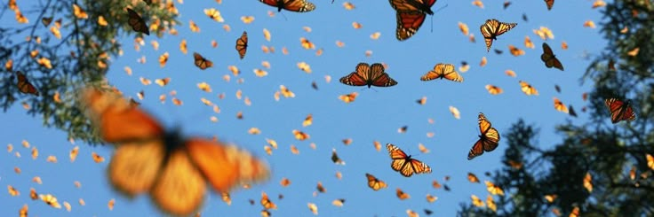 many orange butterflies flying in the sky above some green leaves and trees with blue skies behind them