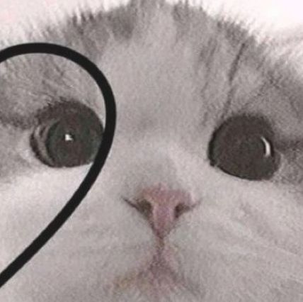 a white cat with a black heart on it's forehead and the caption, i love you