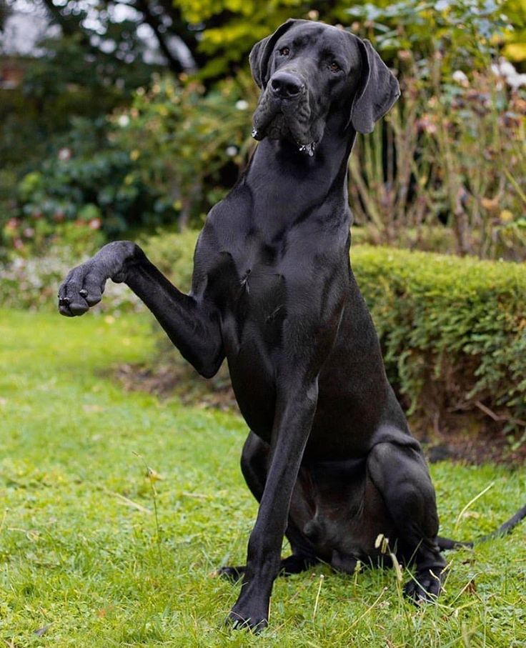 a large black dog sitting on its hind legs in the grass with it's front paws up