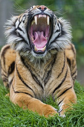 a tiger with its mouth open and it's teeth wide open, laying in the grass