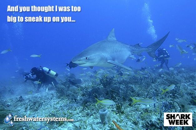 a group of people scubang in the ocean with sharks and other marine life around them