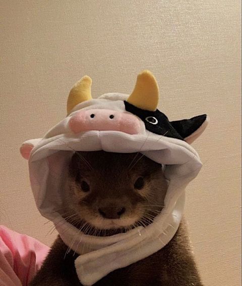 a ferret wearing a cow costume on top of it's head