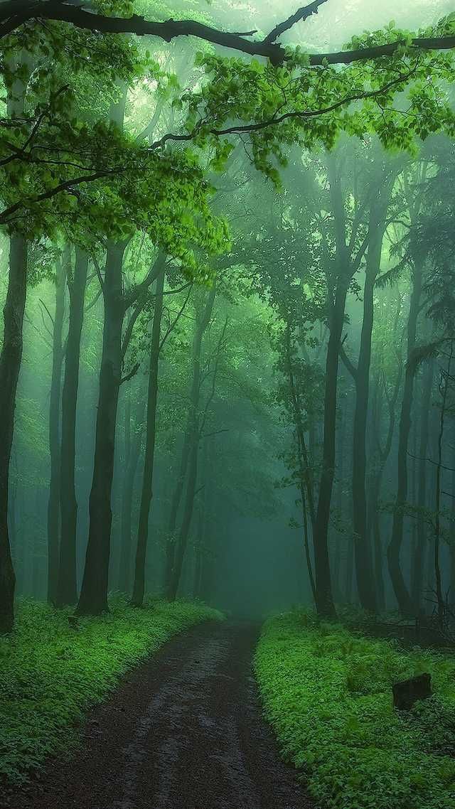 a dirt road in the middle of a forest filled with green trees and grass on both sides