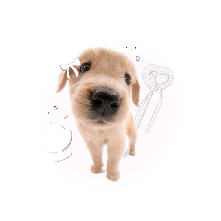 a puppy standing in front of a white background with scissors and other items around it