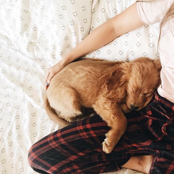 a woman laying on top of a bed next to a brown and white dog sleeping