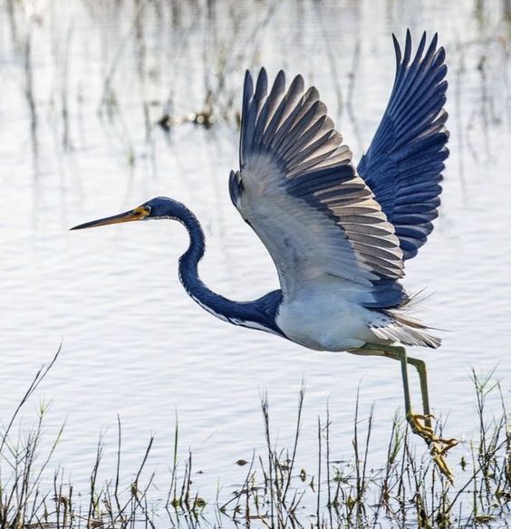 a blue heron is flying over the water