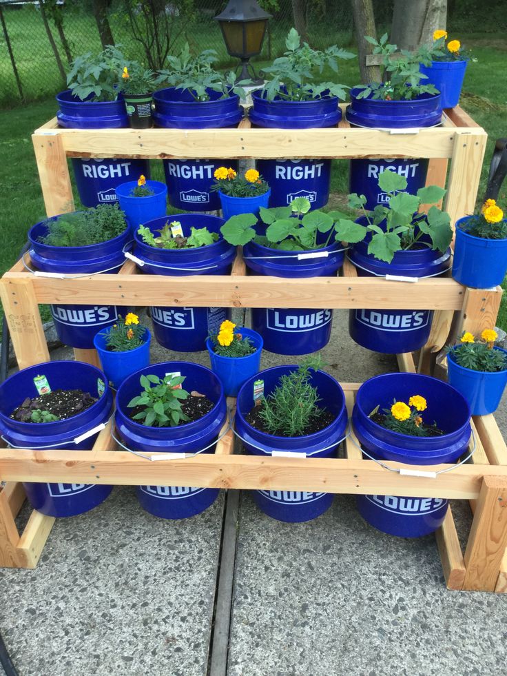 several blue buckets filled with plants sitting on top of a wooden shelf next to grass