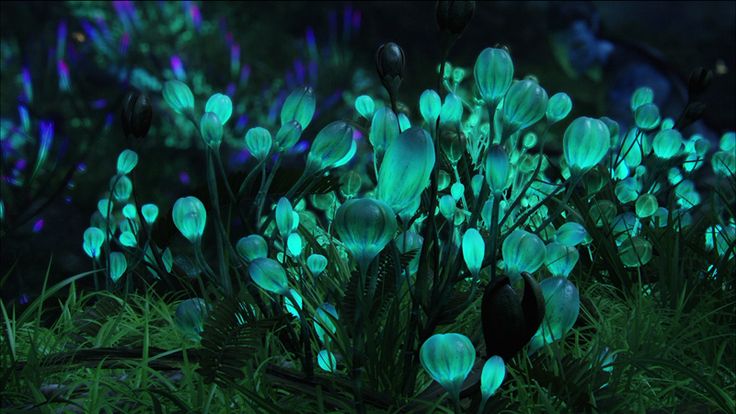 glowing flowers in the grass at night with blue lights on them and green plants growing out of it