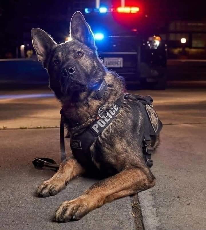 a police dog laying on the ground in front of a cop car with its lights on