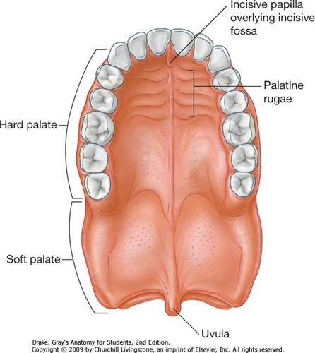 transverse palatine folds - جستجوی Google Tongue Posture, Tongue Thrust, Sleep Posture, How To Help Nausea, Medical Dictionary, Soft Palate, Tongue Health, Healthy Morning Routine, Facial Exercises