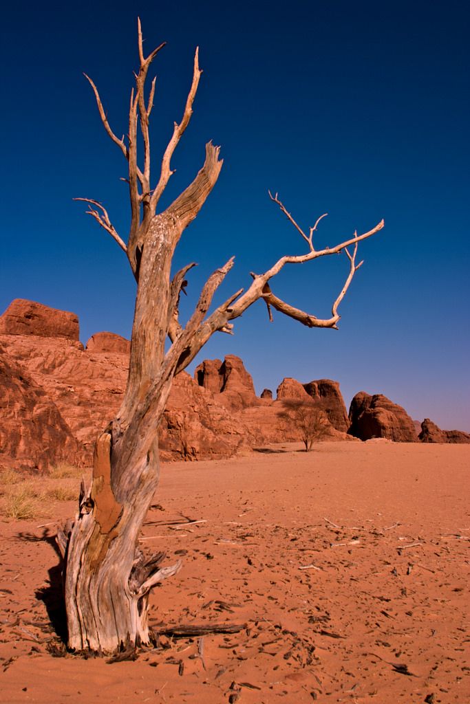 an old dead tree in the desert with no leaves on it's branches and rocks behind it