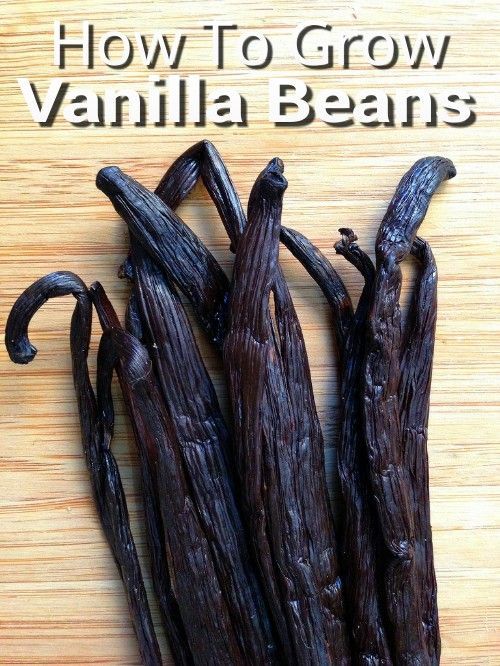 how to grow vanilla beans on a cutting board