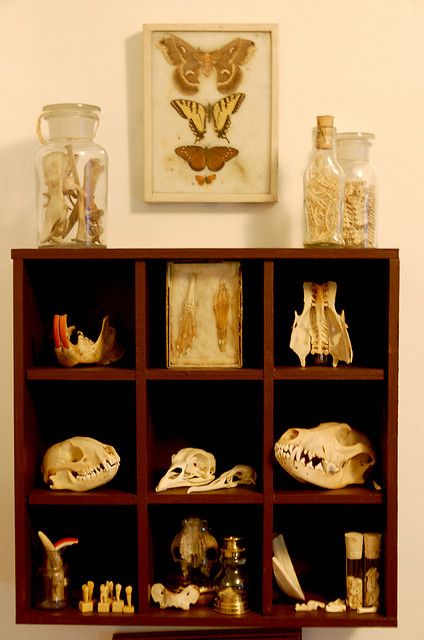 a shelf filled with skulls and vases on top of it