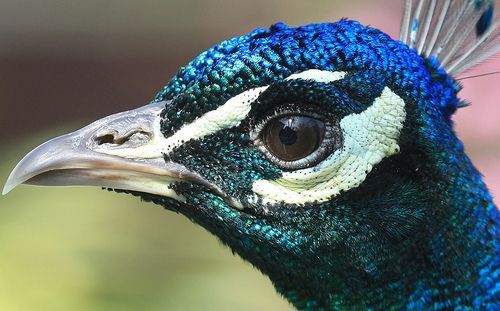 a close up of a peacock's head with blue feathers and white stripes on it