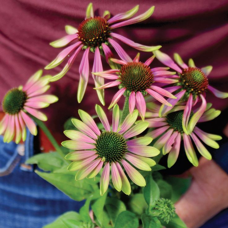 GREEN TWISTER-ECHINACEA Harvest Storage, Bird Netting, Echinacea Purpurea, Peat Moss, Seed Company, Low Maintenance Plants, Fresh Cut Flowers, The Neighborhood, The Landscape