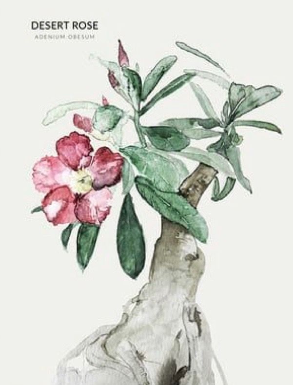 a watercolor painting of flowers in a vase on a white background with the words desert rose written below it