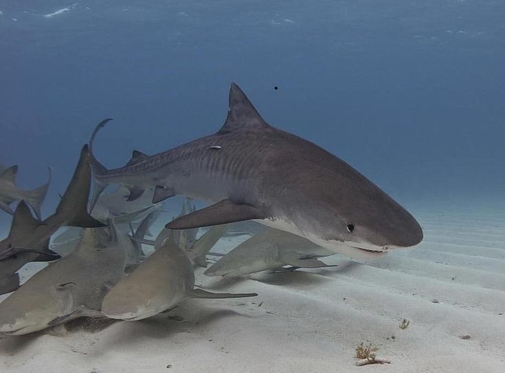 a large group of sharks swimming on the ocean floor with sand and seaweed in the foreground