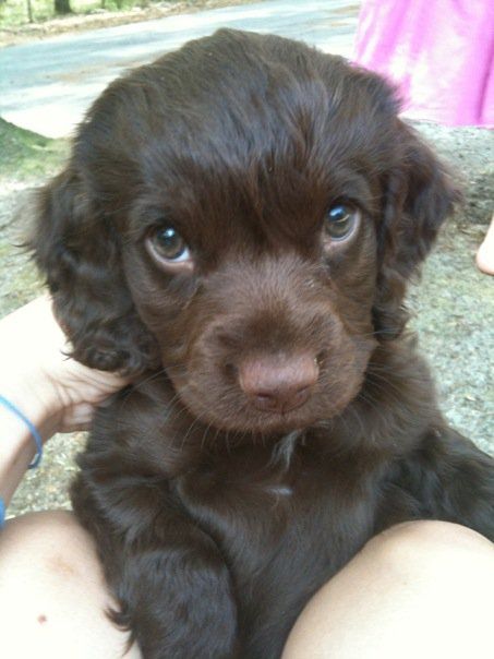 a black puppy is sitting in someone's lap