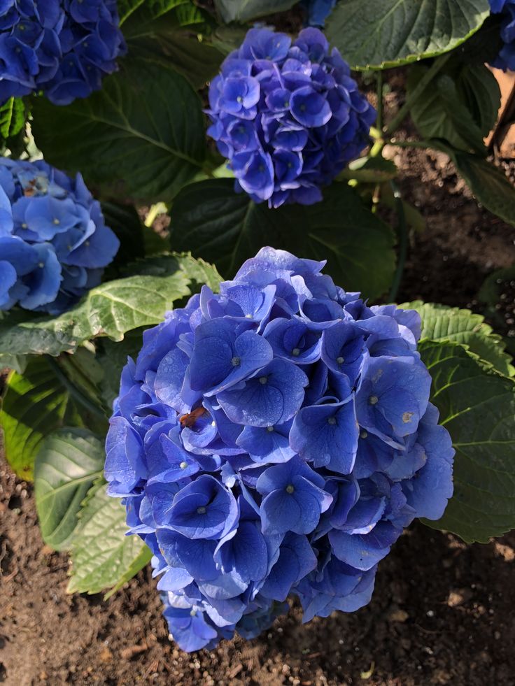 some blue flowers are growing in the dirt