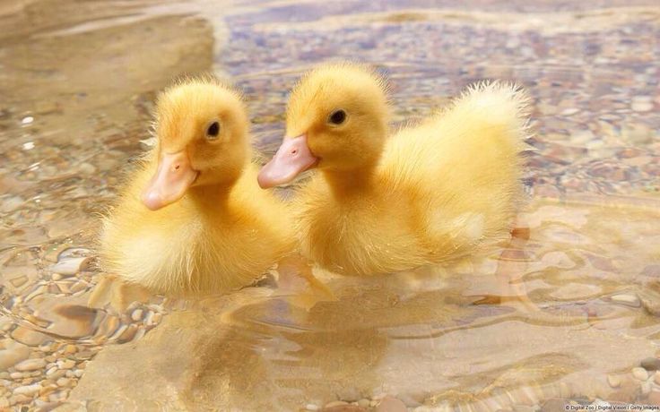 two baby ducks are sitting in the water