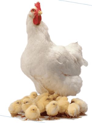 a white chicken standing on top of a small group of chicks in front of a white background