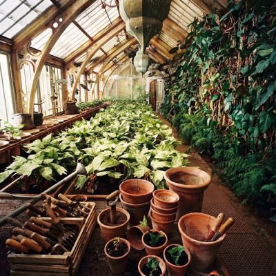 many potted plants are in the middle of a greenhouse