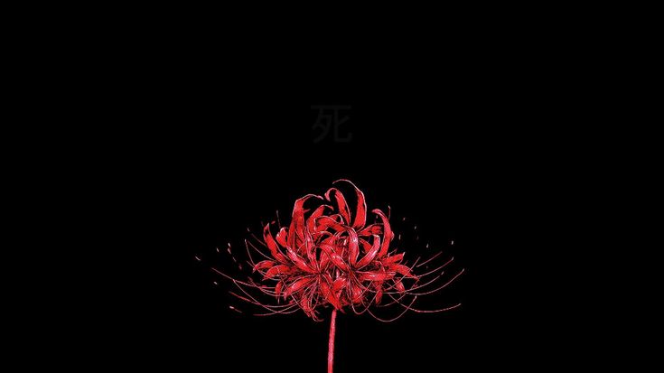 Tokyo Ghoul Red Spider Lily, Tokyo Ghoul Flower, Lily Wallpaper, Red Spider Lily, Red And Black Wallpaper, Tokyo Ghoul Wallpapers, Dark Red Wallpaper, 다크 판타지, Aesthetic Desktop Wallpaper