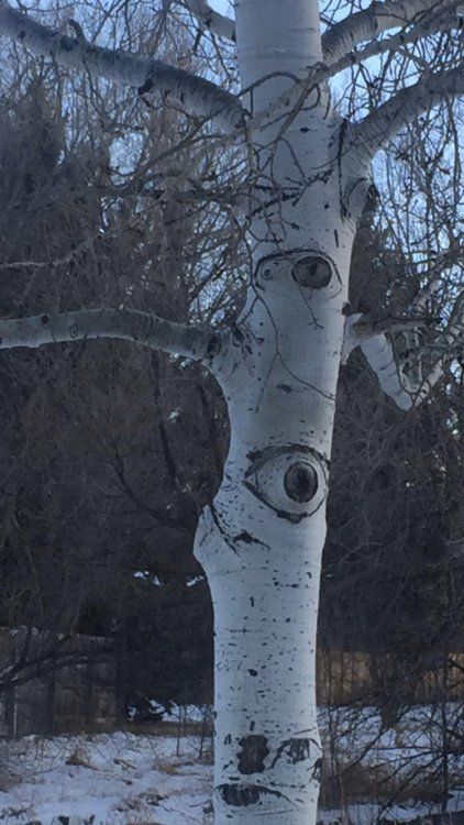 a white tree with eyes painted on it in the middle of snow covered ground next to trees