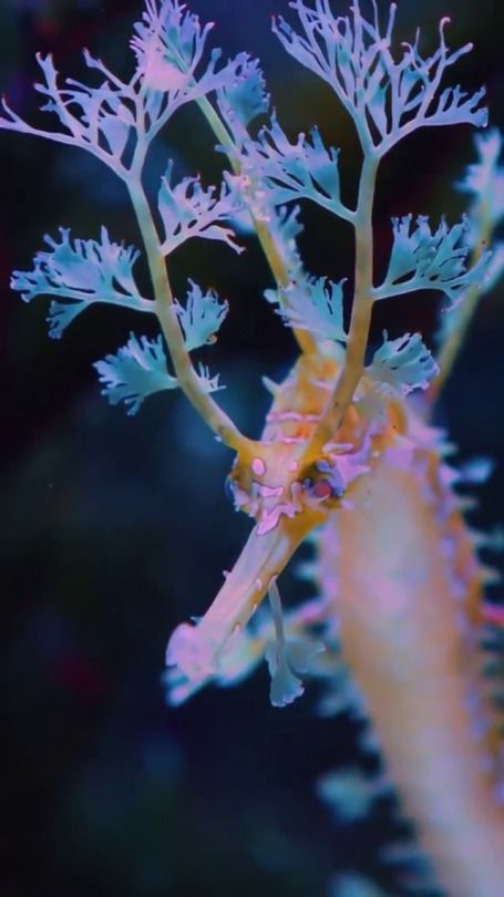 a close up view of a seaweed with blue and yellow algae in the background