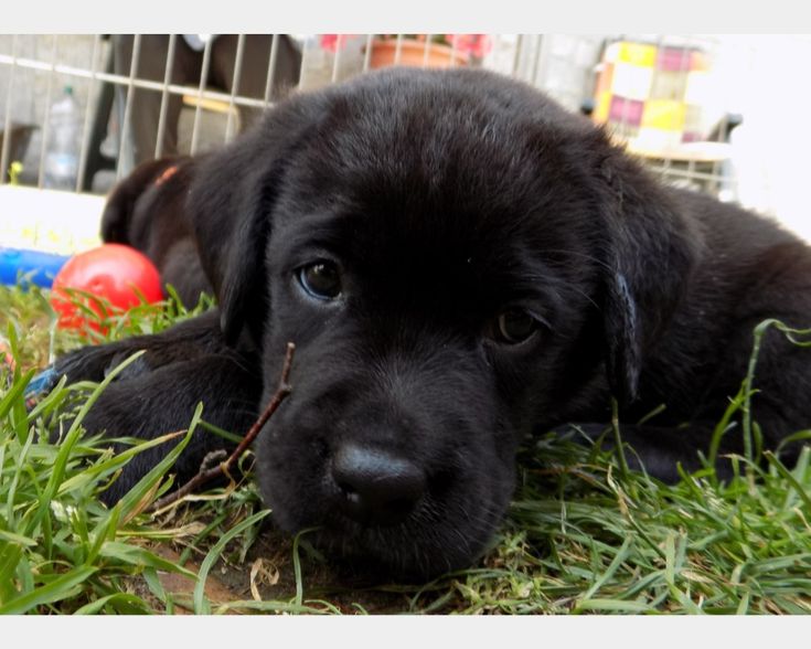 a black puppy is laying in the grass