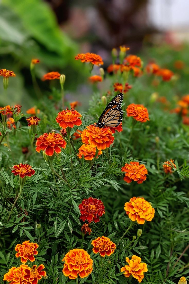 a butterfly sitting on top of an orange and yellow flower garden filled with lots of flowers