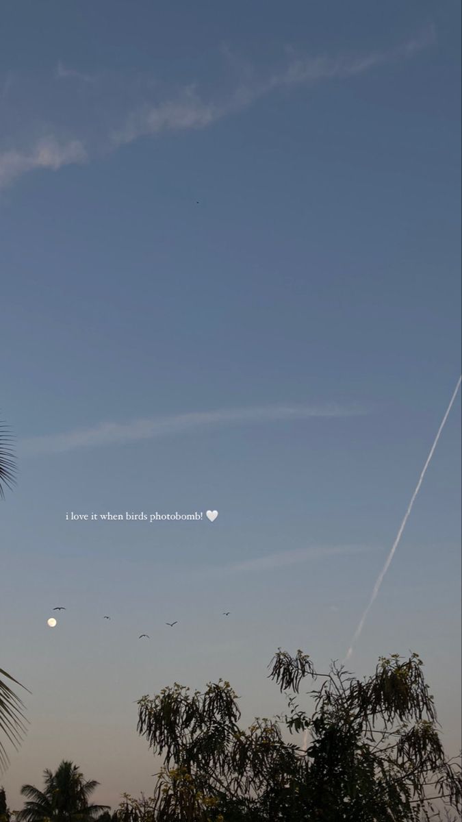 an airplane is flying in the sky over some trees and palm trees, with a half moon behind it