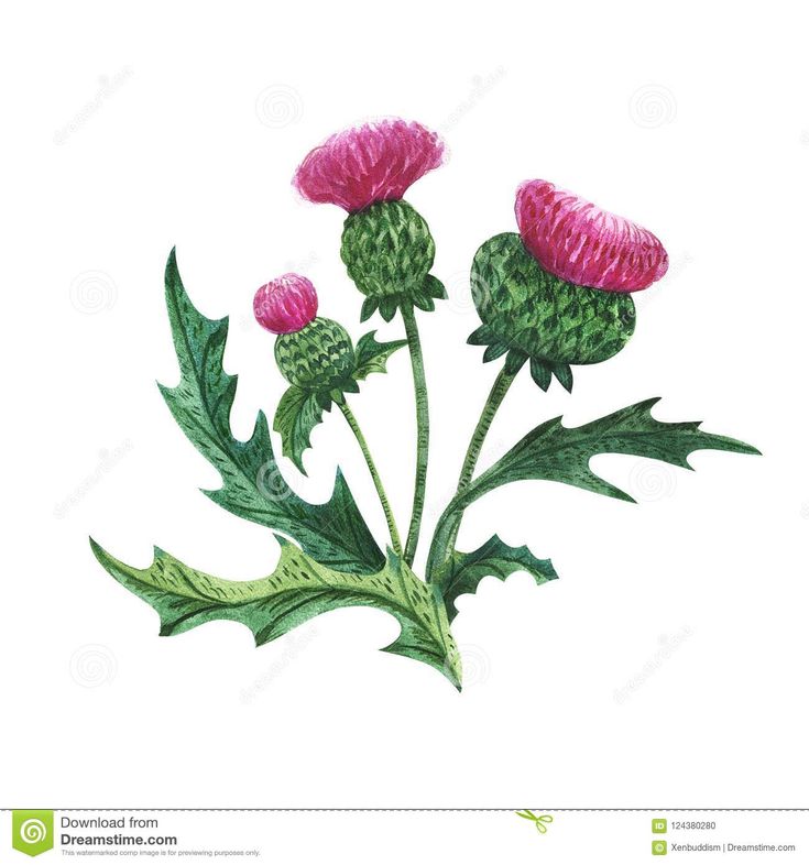 three pink flowers with green leaves are shown in this drawing, and the petals appear to be wilted