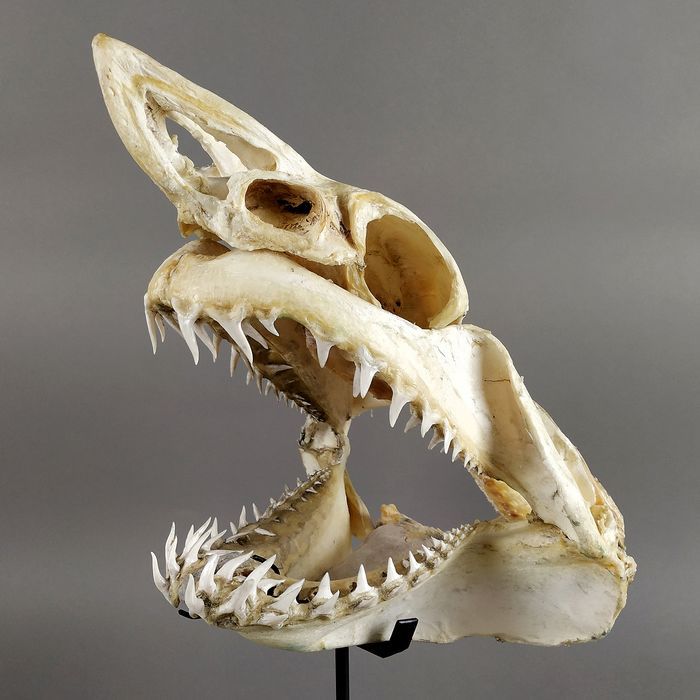 an animal's skull is displayed on a black stand with white teeth and sharp fangs