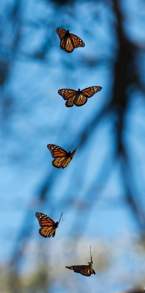 several butterflies flying in the air near some trees